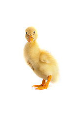 Image showing A yellow duckling isolated on a white background