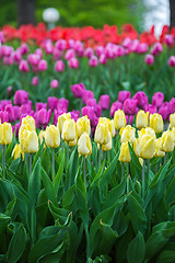 Image showing Multicolored flower  tulip field in Holland