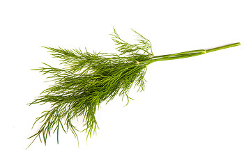 Image showing Fresh branches of green dill isolated