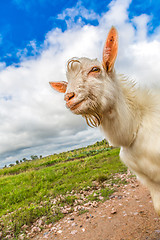 Image showing Portrait of a funny goat looking to a camera over blue sky backg