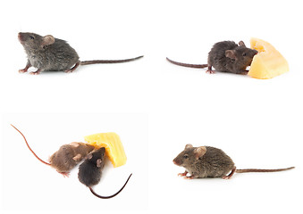 Image showing Set of mice, Mouse and cheese on white