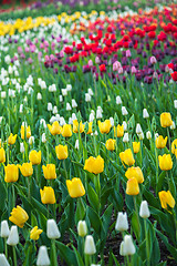 Image showing Multicolored flower  tulip field in Holland