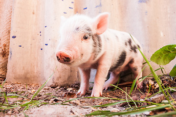 Image showing Close-up of a cute muddy piglet running around outdoors on the f