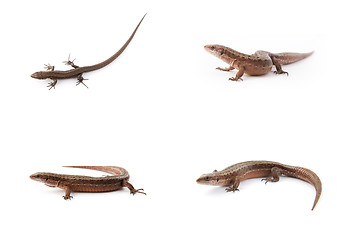 Image showing Set of small lizards on white