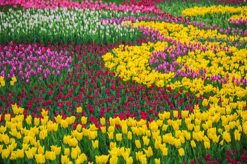 Image showing Multicolored flower  tulip field in Holland