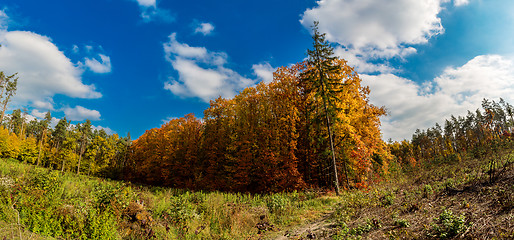 Image showing Autumn forest panorama