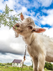 Image showing Portrait of a goat eating a grass on a green meadow
