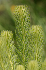 Image showing Phylica pubescens