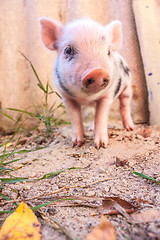 Image showing Close-up of a cute muddy piglet running around outdoors on the f