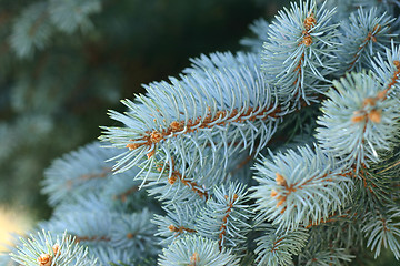 Image showing Picea Pungens - Blue Spruce