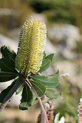 Image showing Banksia integrifolia