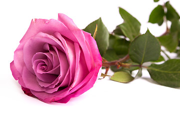 Image showing One fresh pink rose  over white background