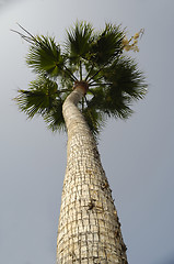 Image showing Palm