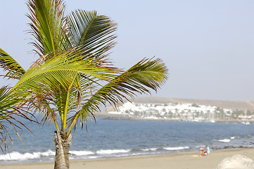 Image showing Palm near beach