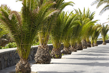 Image showing Palms