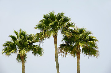 Image showing three palms