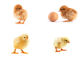 Image showing The set of yellow small chicks with egg