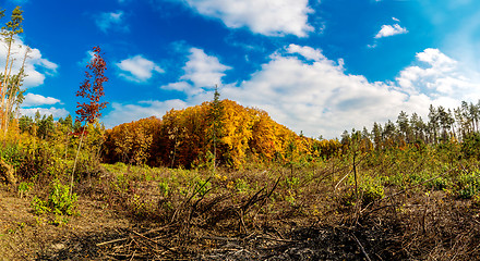 Image showing Autumn forest panorama