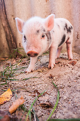 Image showing Close-up of a cute muddy piglet running around outdoors on the f