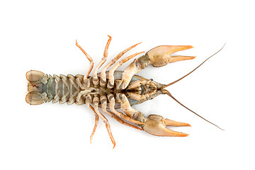 Image showing River raw crayfish