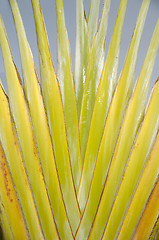 Image showing Palm leaf