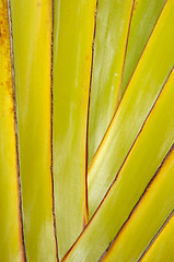 Image showing Palm leaf