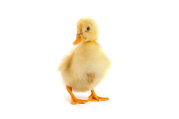 Image showing A yellow duckling isolated on a white background