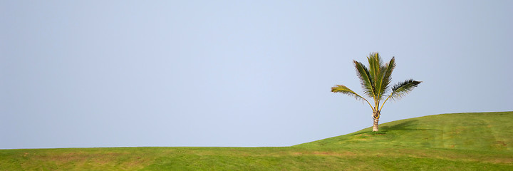 Image showing Palm on hill