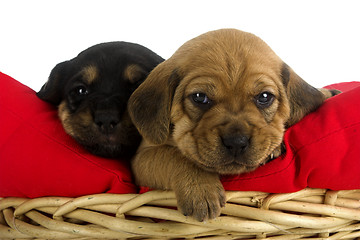 Image showing Puppies