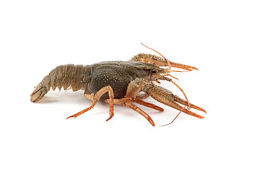 Image showing River raw crayfish