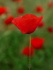 Image showing Red Poppies