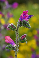 Image showing Wild flowers