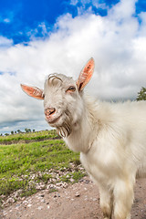 Image showing Portrait of a goat eating a grass on a green meadow