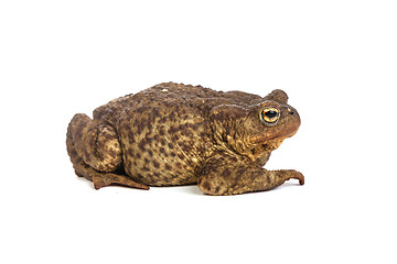 Image showing Forest toad. Green frog