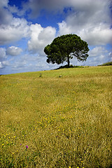 Image showing Happy tree