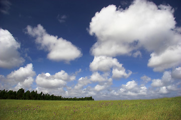 Image showing Green meadow