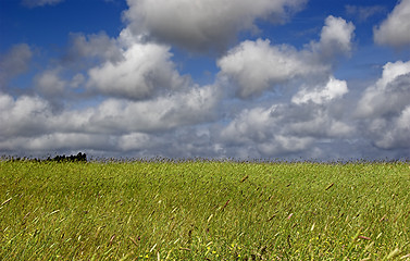 Image showing Green meadow