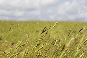 Image showing Wheat field