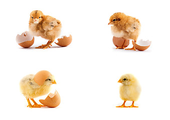 Image showing The set of yellow small chicks with egg