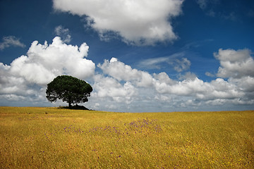 Image showing Golden meadow