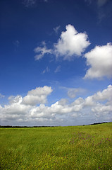 Image showing Green meadow