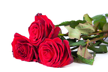 Image showing Three fresh red roses over white background