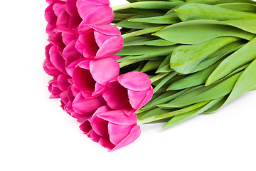 Image showing Bunch of tulips on a white