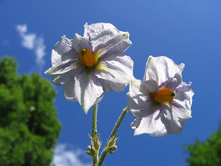 Image showing potatoe flower