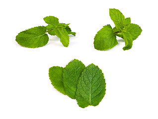 Image showing set of mint leaves on white background