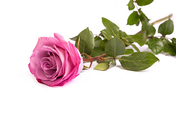 Image showing One fresh pink rose  over white background