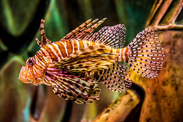 Image showing Close up view of a venomous Red lionfish