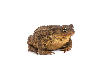 Image showing Forest toad. Green frog