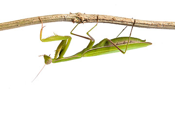 Image showing Mantis isolated on a white background