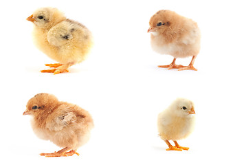 Image showing The set of yellow small chicks with egg